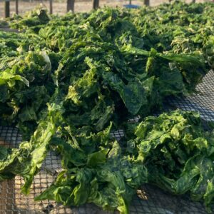 Whole Dried Ulva seaweed -4000/-